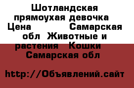 Шотландская прямоухая девочка › Цена ­ 1 000 - Самарская обл. Животные и растения » Кошки   . Самарская обл.